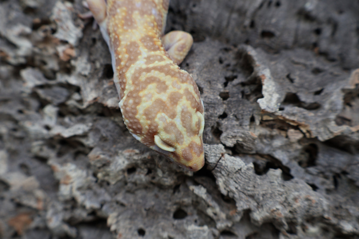 Male Tangerine Extreme Bold Halloween Mask Bandit Jungle Tremper Albino
