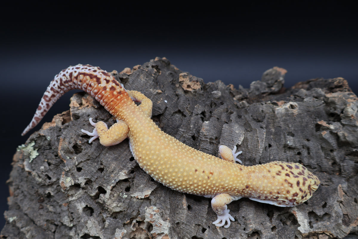 Male Tangerine RADAR (Solid Red Eyes)
