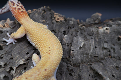 Male Tangerine RADAR (Solid Red Eyes)
