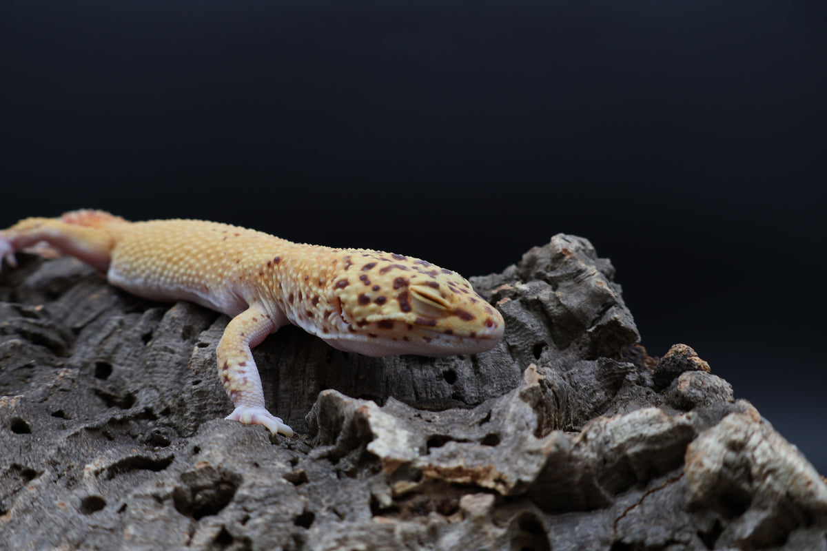 Male Tangerine RADAR (Solid Red Eyes)