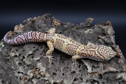 Male Bell Albino 100% het Eclipse (Pink Eyes)