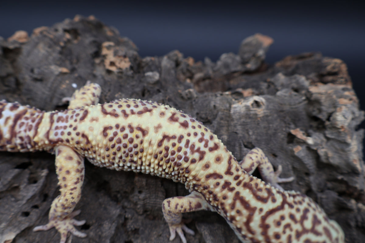 Male Bell Albino 100% het Eclipse (Pink Eyes)