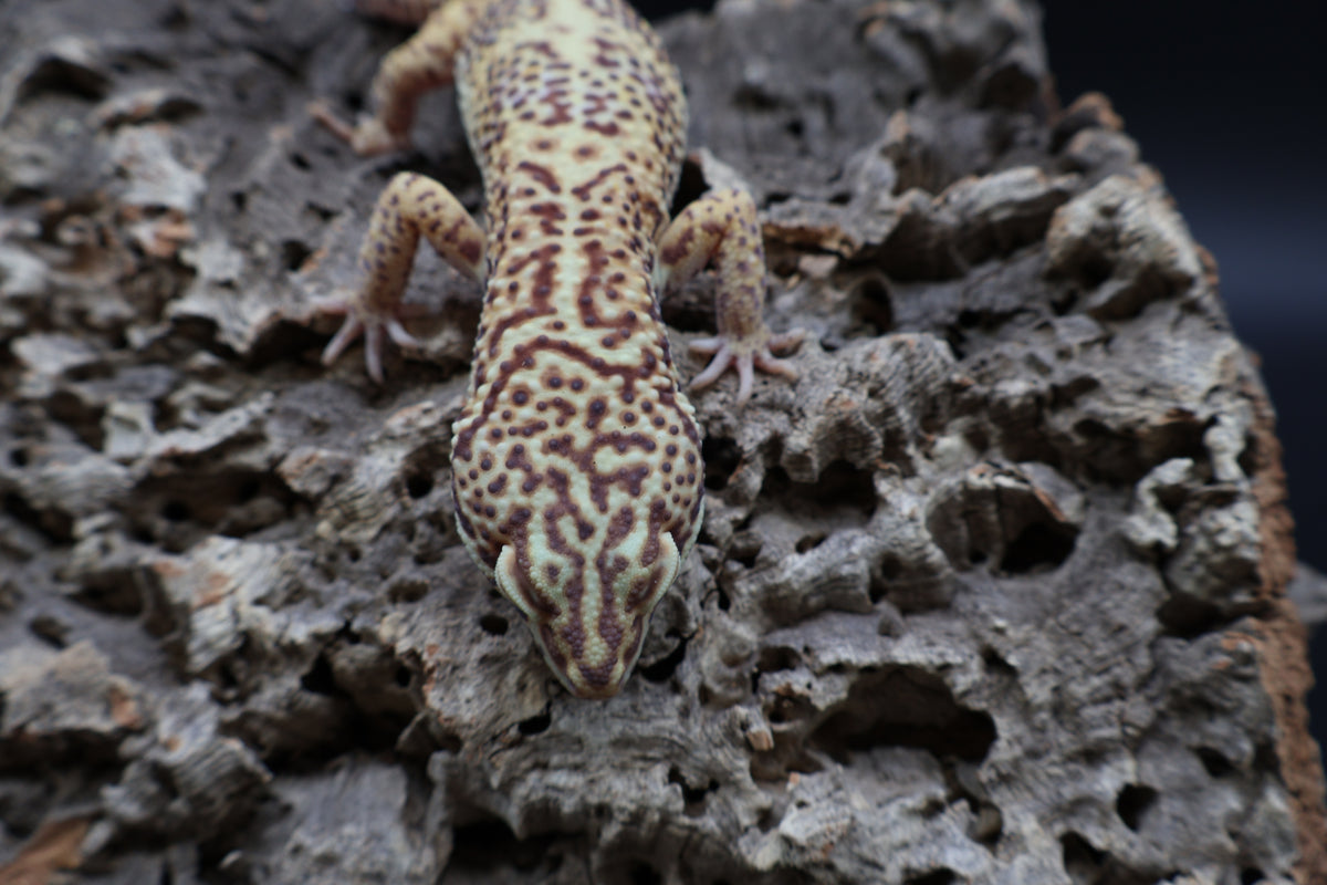 Male Bell Albino 100% het Eclipse (Pink Eyes)