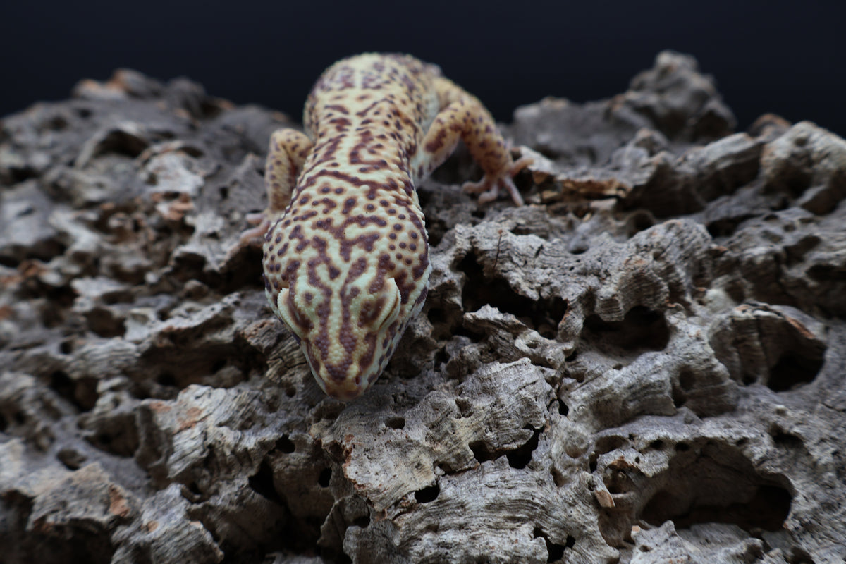 Male Bell Albino 100% het Eclipse (Pink Eyes)