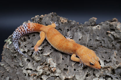 Male Tangerine Tornado Tango Crush