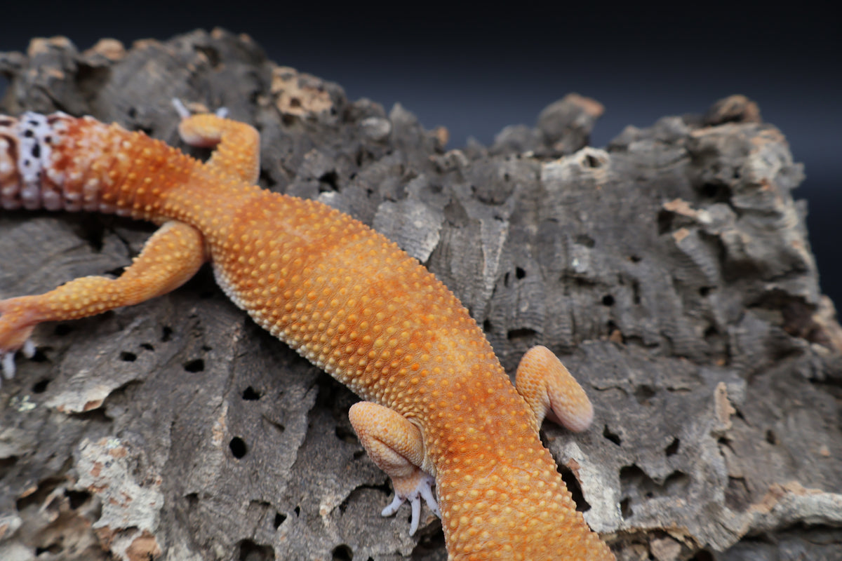 Male Tangerine Tornado Tango Crush