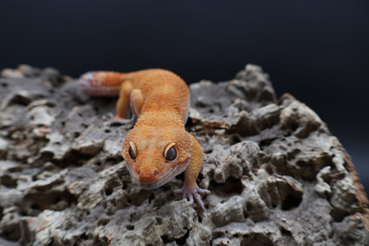 Male Tangerine Tornado Tango Crush