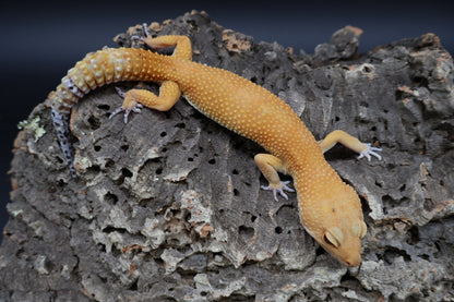 Male Tangerine Tornado Blood