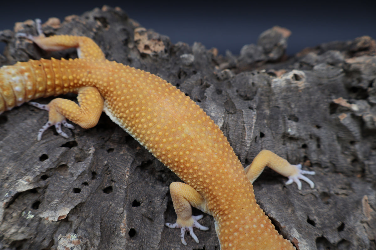 Male Tangerine Tornado Blood