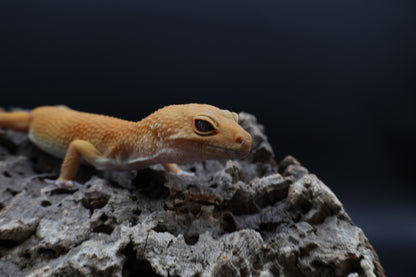 Male Tangerine Tornado Blood