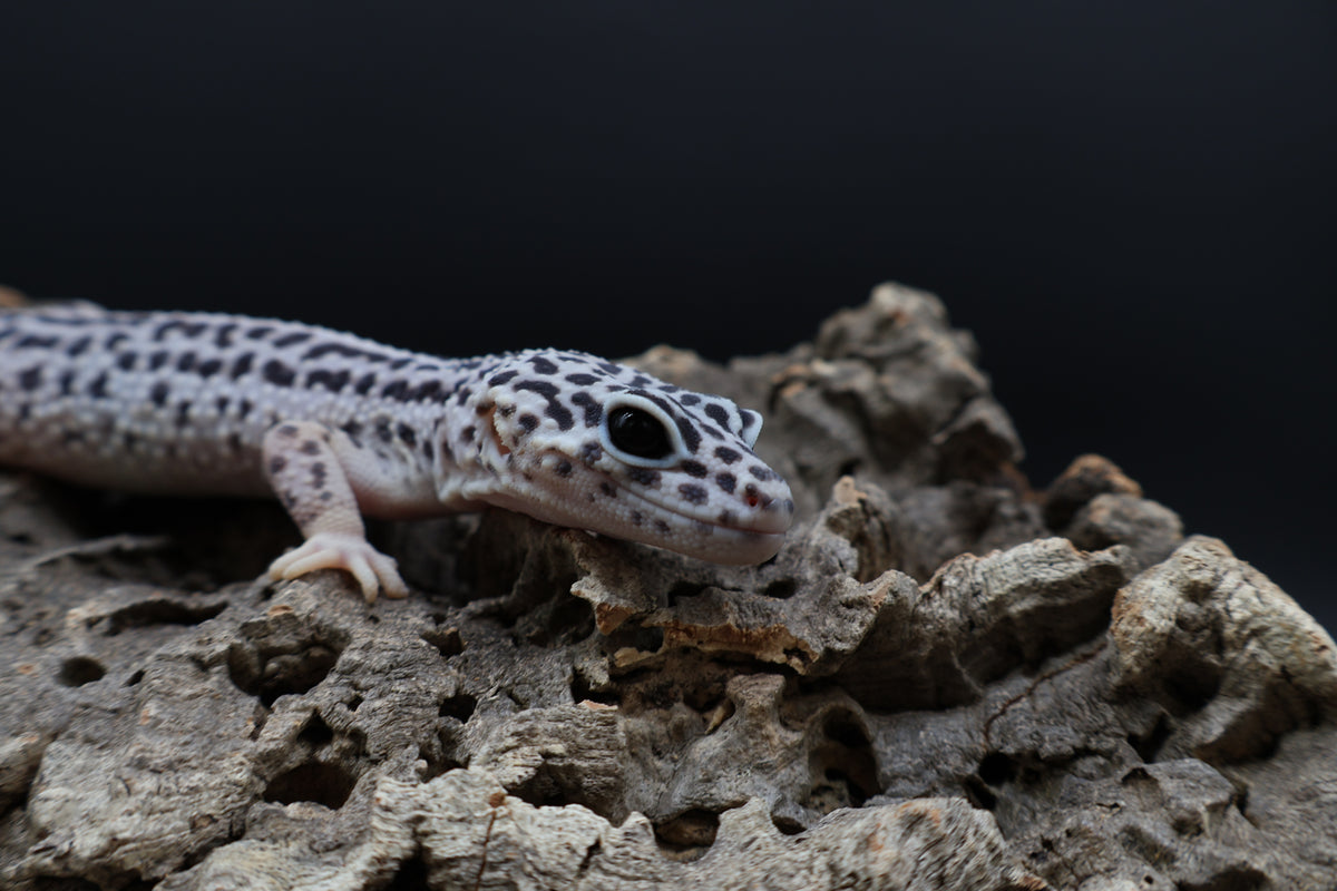 Male Super Snow 25% Afghanicus (Solid Black Eyes, SEE NOTE in DESCRIPTION)