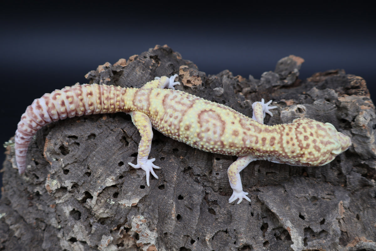 Male Super Giant Blood RADAR (75% Red Eyes, 10" long)