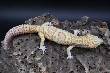 Male Super Giant Blood RADAR (75% Red Eyes, 10" long)