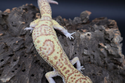 Male Super Giant Blood RADAR (75% Red Eyes, 10" long)