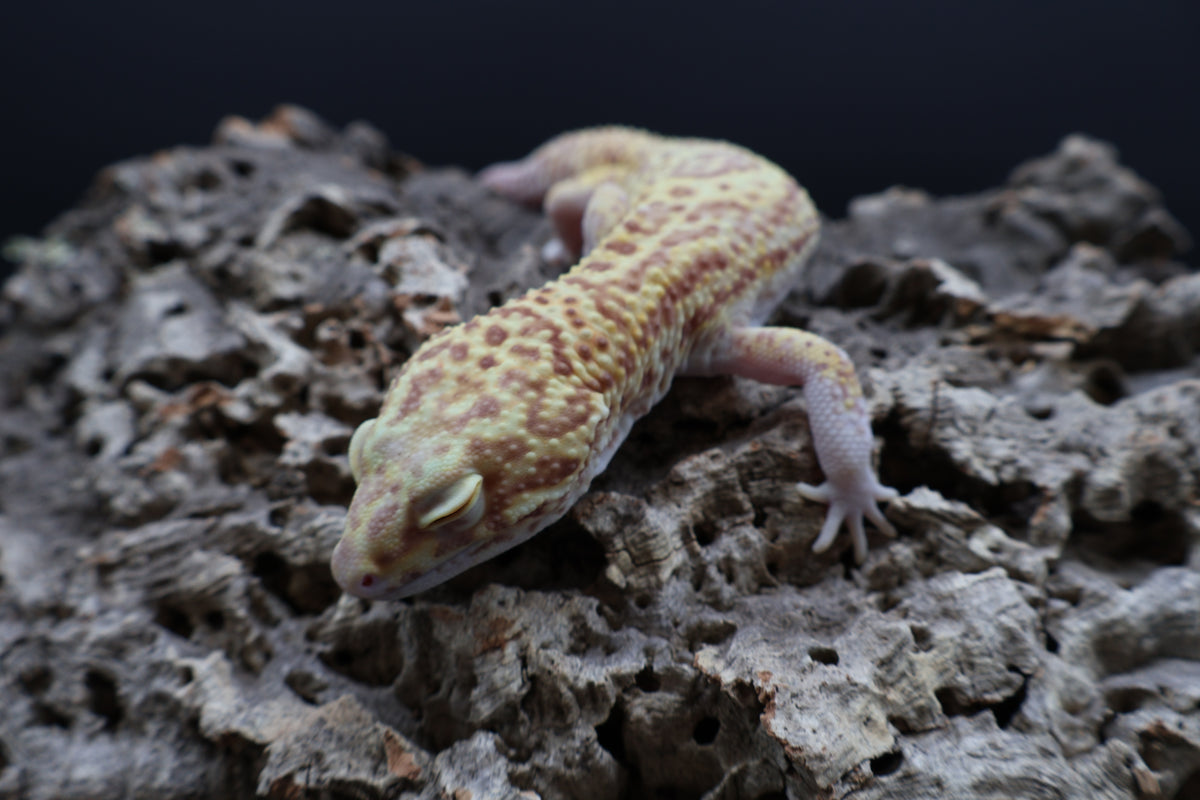 Male Super Giant Blood RADAR (75% Red Eyes, 10" long)