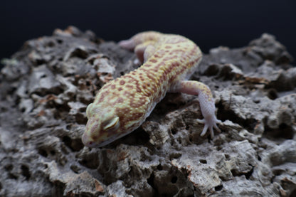 Male Super Giant Blood RADAR (75% Red Eyes, 10" long)