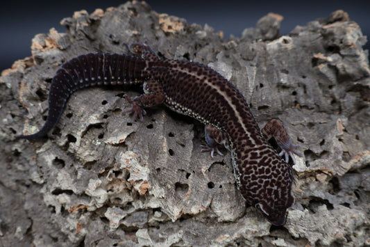 Male Black Night (A-Tier, SEE DESCRIPTION)