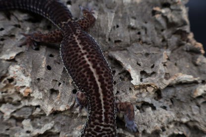 Male Black Night (A-Tier, SEE DESCRIPTION)