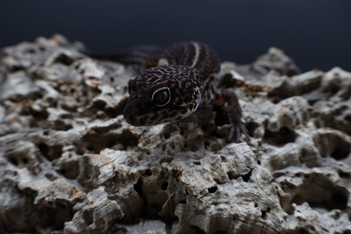 Male Black Night (A-Tier, SEE DESCRIPTION)