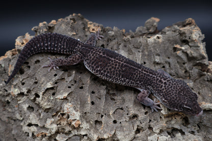 Male Black Night Mack Snow (A-Tier; good breeder)