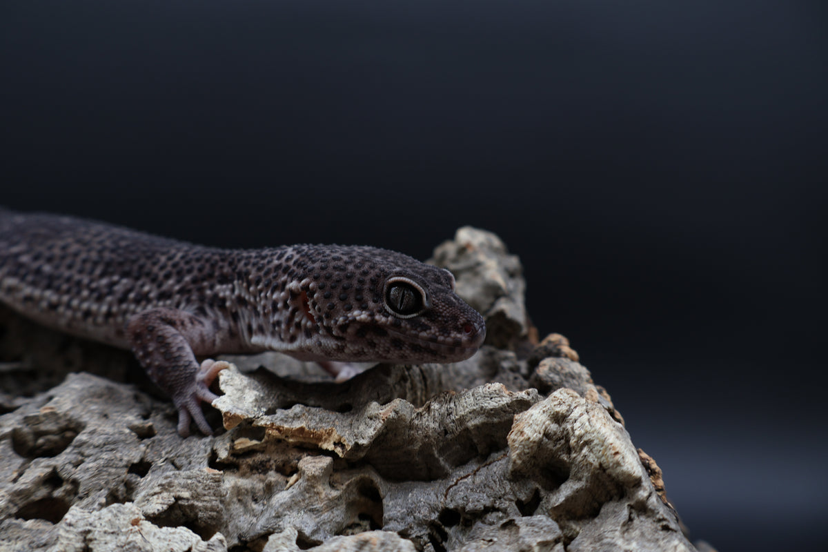Male Black Night Mack Snow (A-Tier; good breeder)