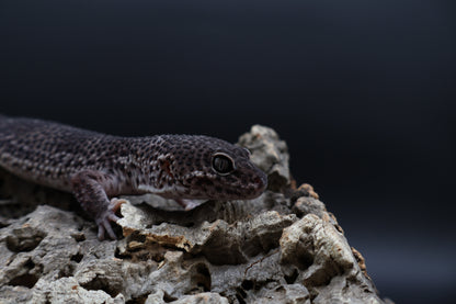 Male Black Night Mack Snow (A-Tier; good breeder)