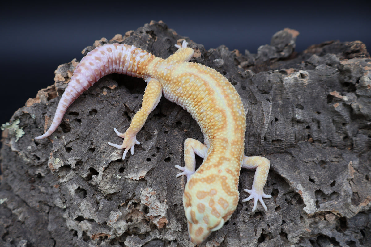 Male Mandarin Hyper Xanthic Bold W&Y Tremper Albino