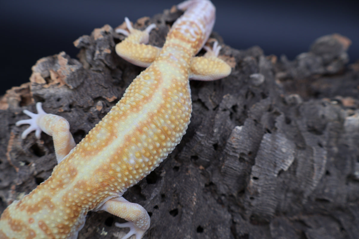 Male Mandarin Hyper Xanthic Bold W&Y Tremper Albino
