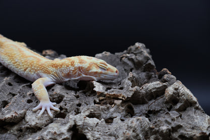 Male Mandarin Hyper Xanthic Bold W&Y Tremper Albino