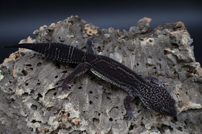 Male Black Night 25% Afghanicus (A-Tier; Obsidian Line)