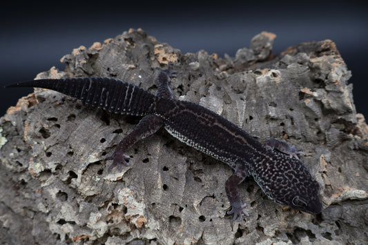 Male Black Night 25% Afghanicus (A-Tier; Obsidian Line)