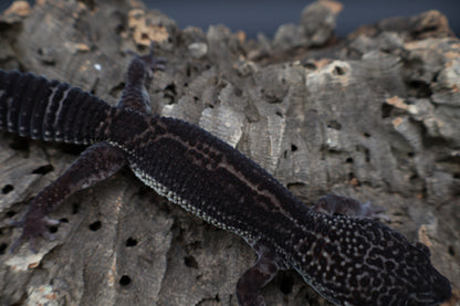 Male Black Night 25% Afghanicus (A-Tier; Obsidian Line)