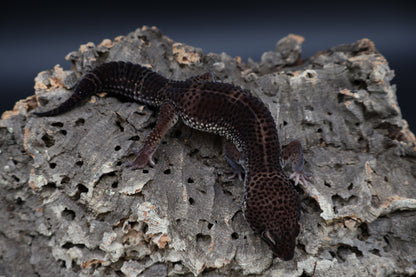 Male Black Night (A-Tier)