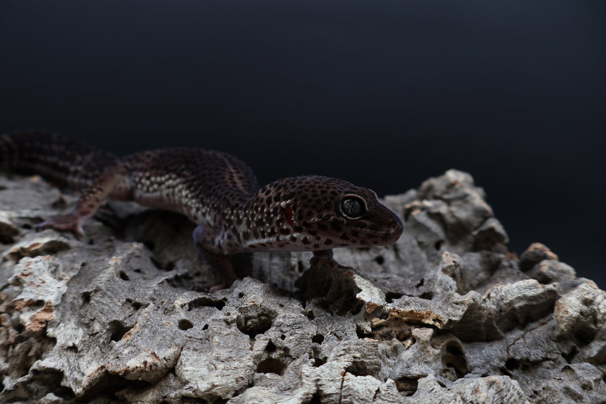Male Black Night (A-Tier)