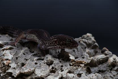Male Black Night (A-Tier)