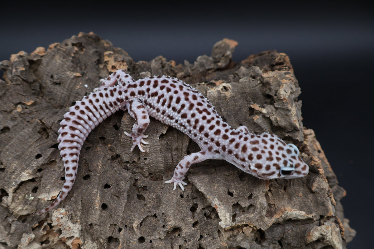 Male Black Night Super Snow (Solid Black Eyes)
