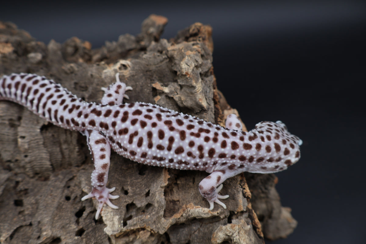 Male Black Night Super Snow (Solid Black Eyes)
