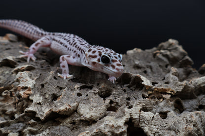 Male Black Night Super Snow (Solid Black Eyes)