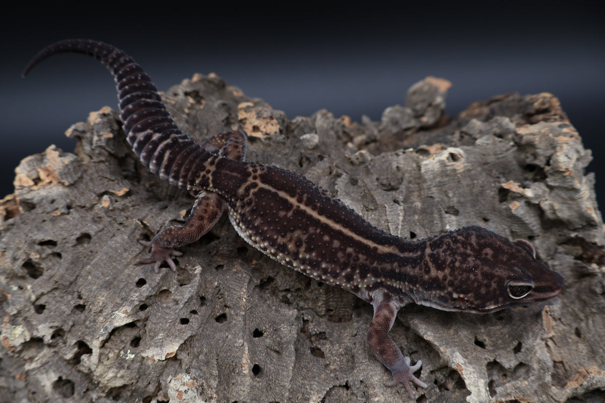 Male Black Night Mack Snow (A-Tier)