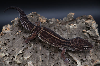 Male Black Night Mack Snow (A-Tier)