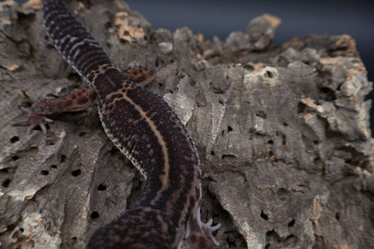 Male Black Night Mack Snow (A-Tier)