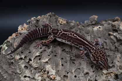 Male Black Night Mack Snow (B-Tier)