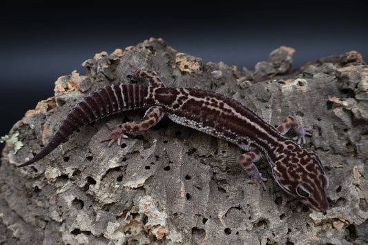 Male Black Night Mack Snow (B-Tier)