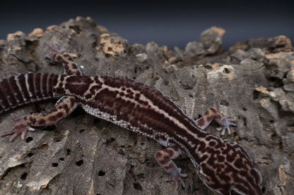 Male Black Night Mack Snow (B-Tier)