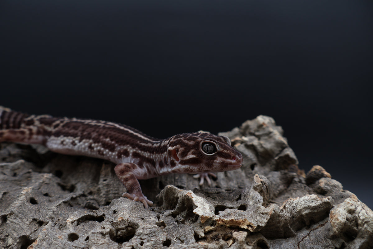 Male Black Night Mack Snow (B-Tier)
