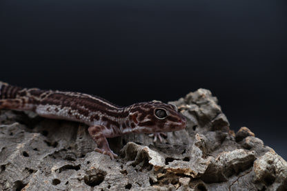 Male Black Night Mack Snow (B-Tier)
