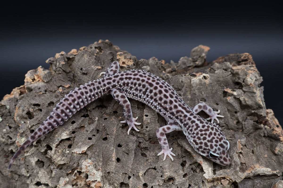 Male Black Night Super Snow pos. het blizzard (Solid Black Eyes)