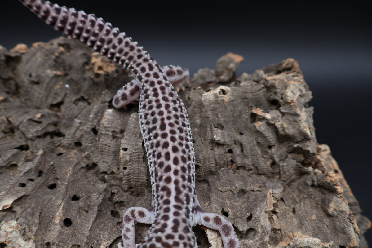 Male Black Night Super Snow pos. het blizzard (Solid Black Eyes)