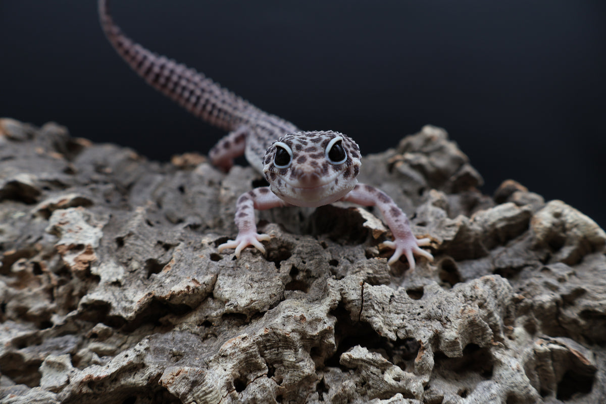 Male Black Night Super Snow pos. het blizzard (Solid Black Eyes)