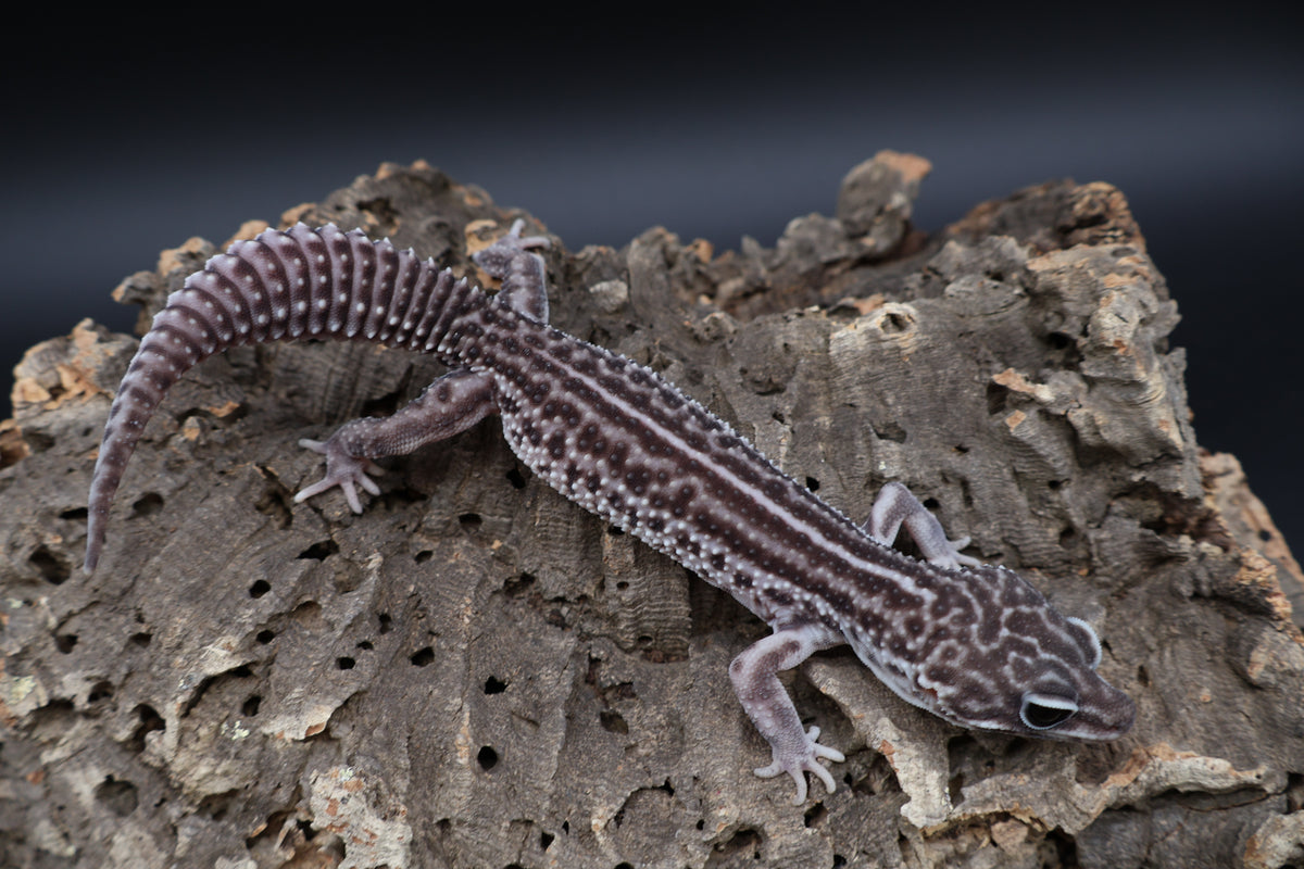 Male Black Night Super Snow (B-Tier; Solid Black Eyes)
